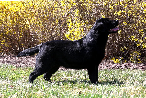Shadowbrook's Gone With The Wind! ~ Scarlett