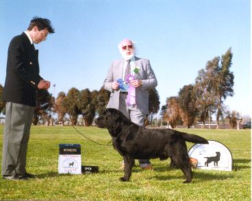 BISS CH Beechcroft's Formal Attire ~ Tuxedo